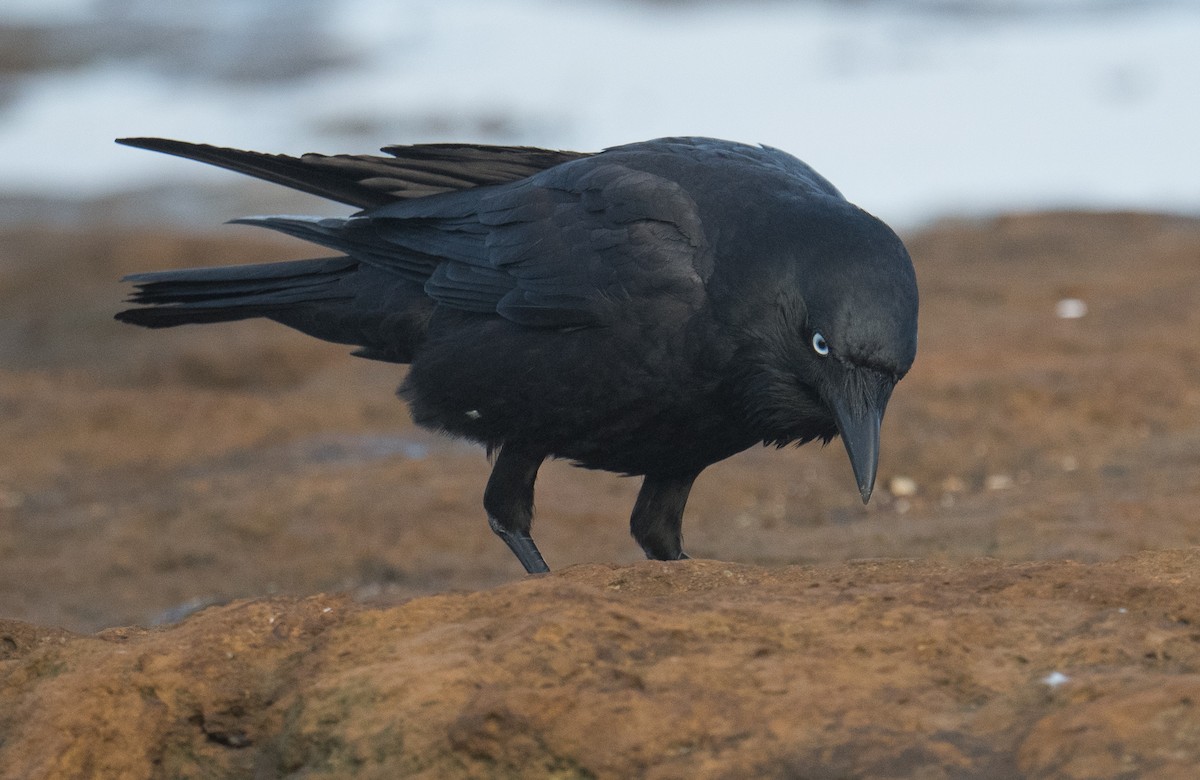 Little Raven - ML641101579