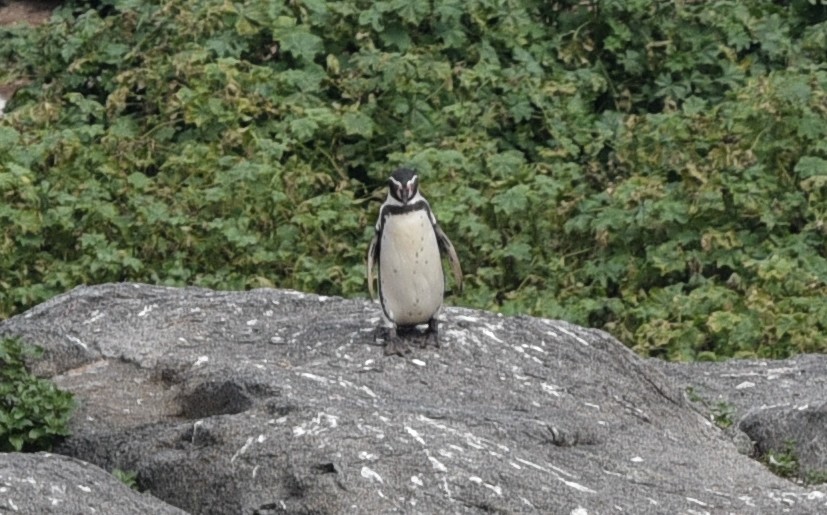 Humboldt Penguin - ML641101583