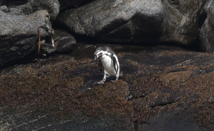 Humboldt Penguin - ML641101584