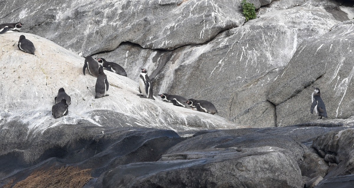 Humboldt Penguin - ML641101585