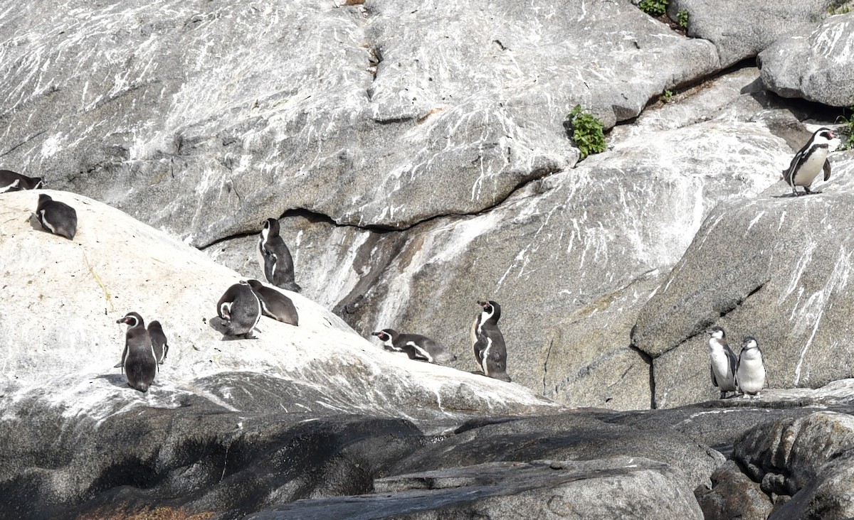 Humboldt Penguin - ML641101586