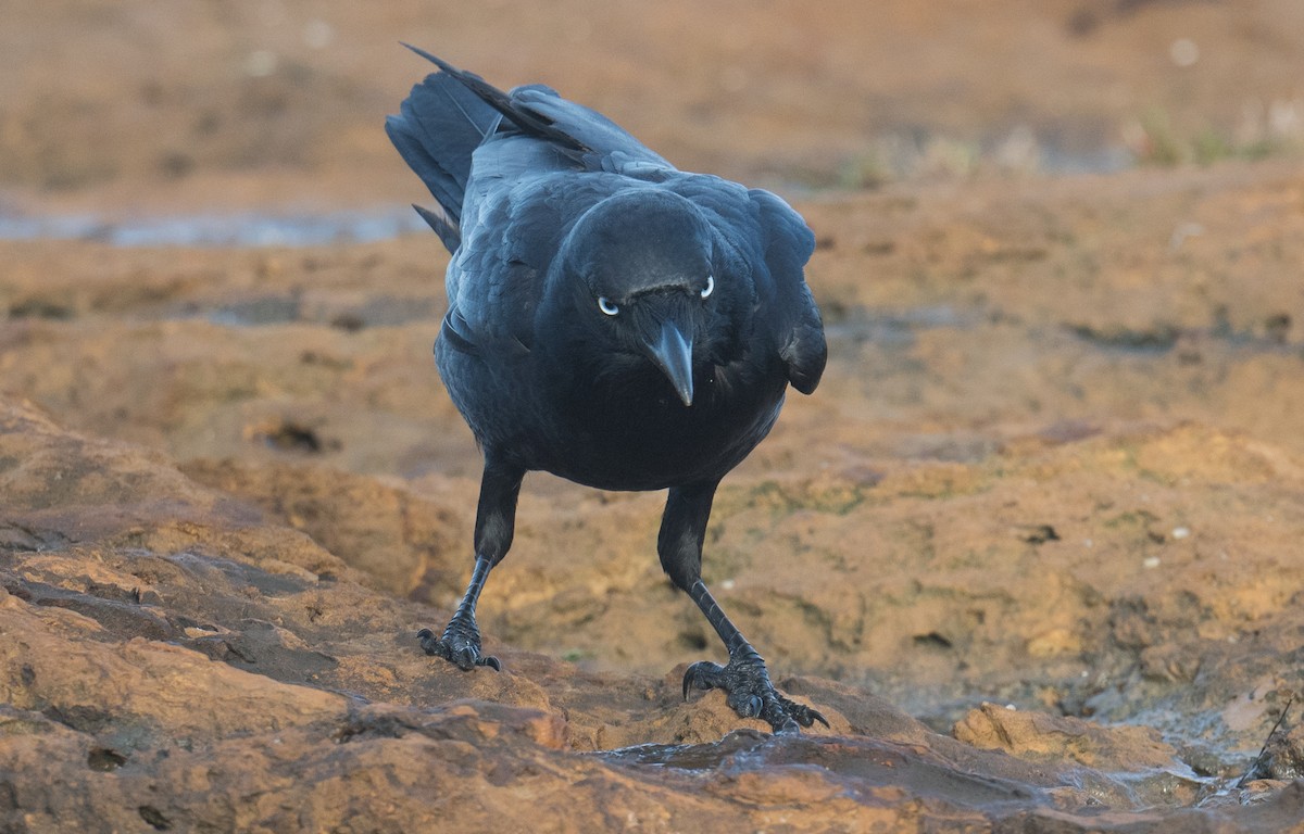 Little Raven - ML641101587