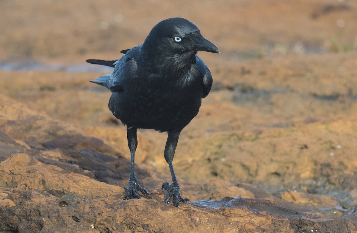 Little Raven - ML641101597