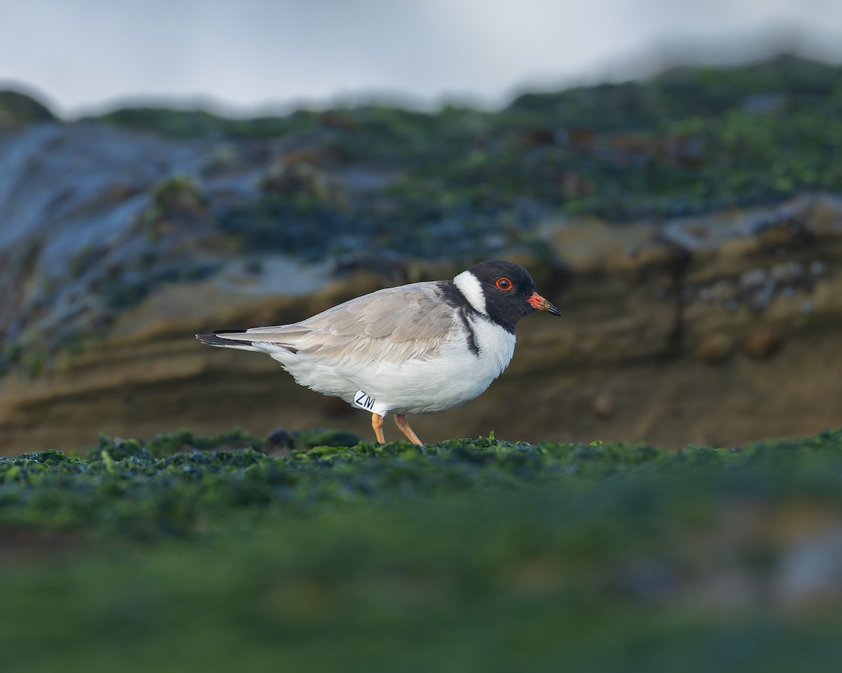 Hooded Plover - ML641101604