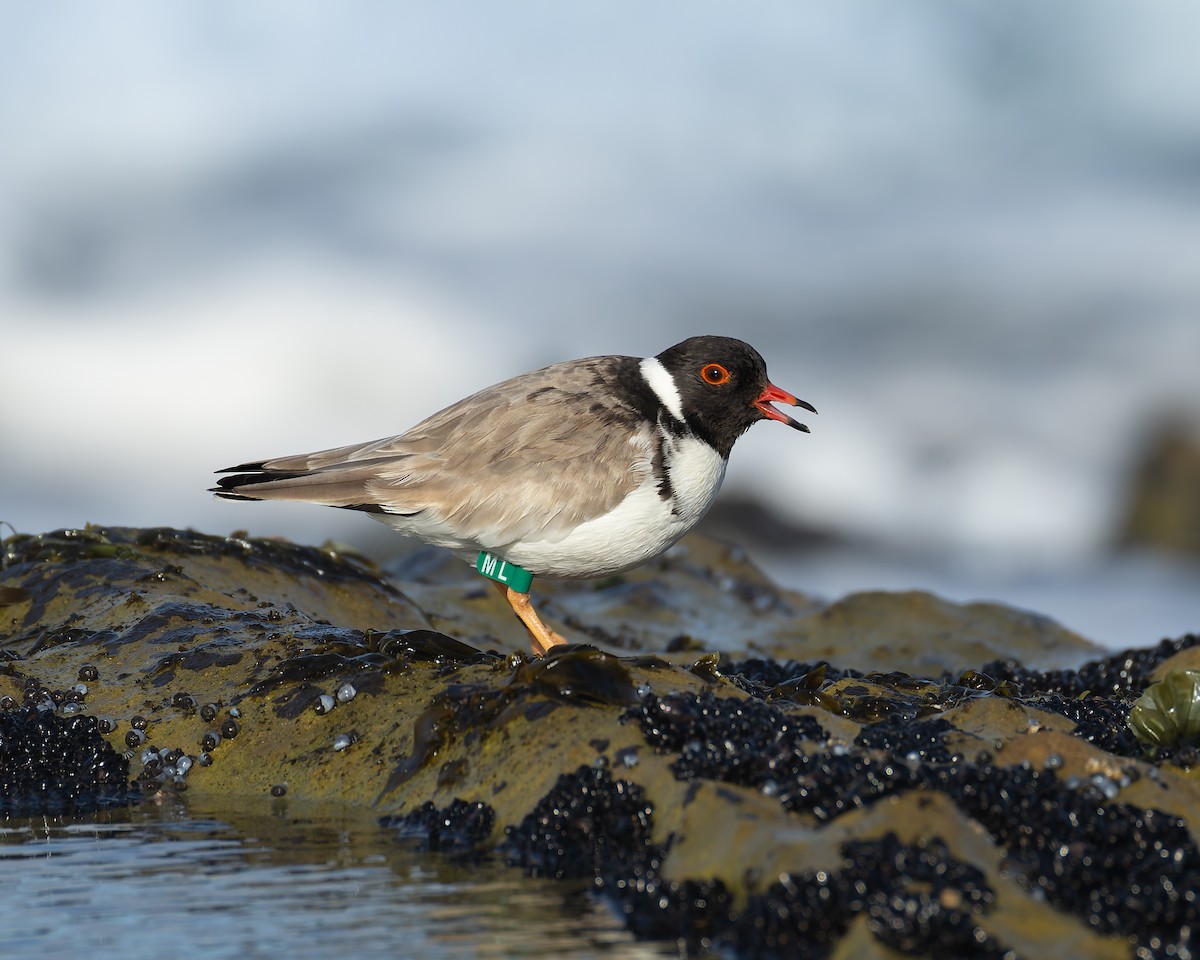 Hooded Plover - ML641101607