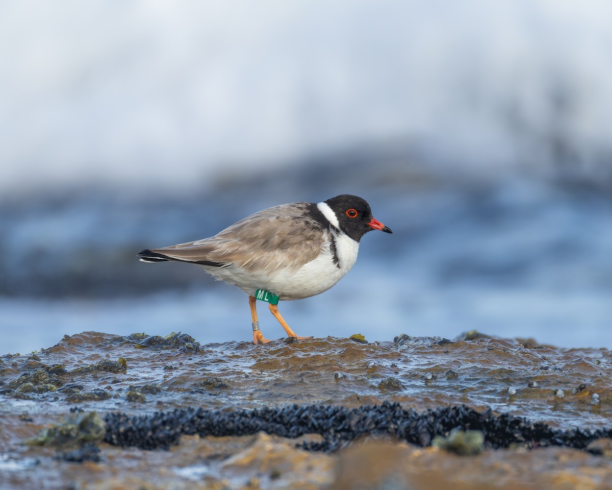 Hooded Plover - ML641101608