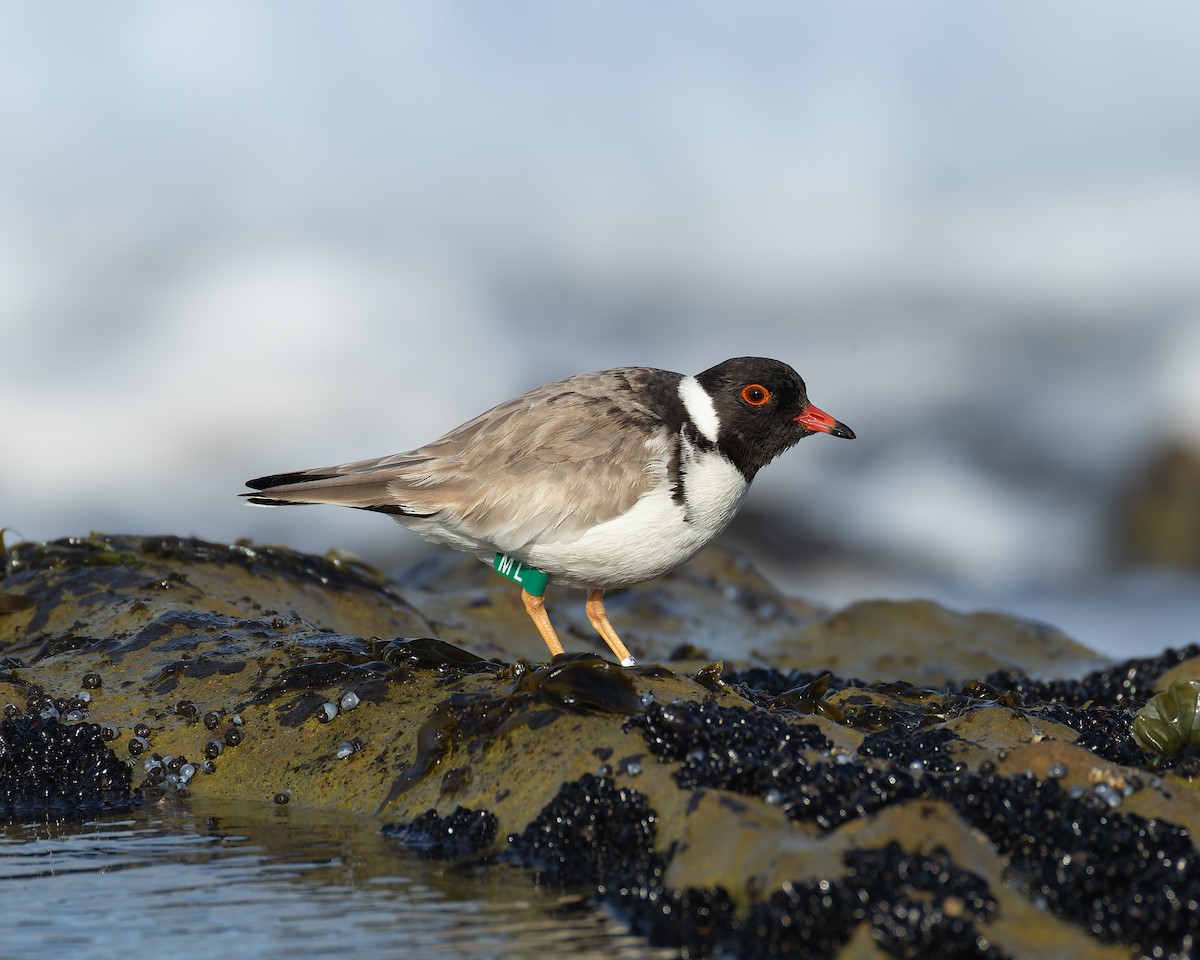 Hooded Plover - ML641101609