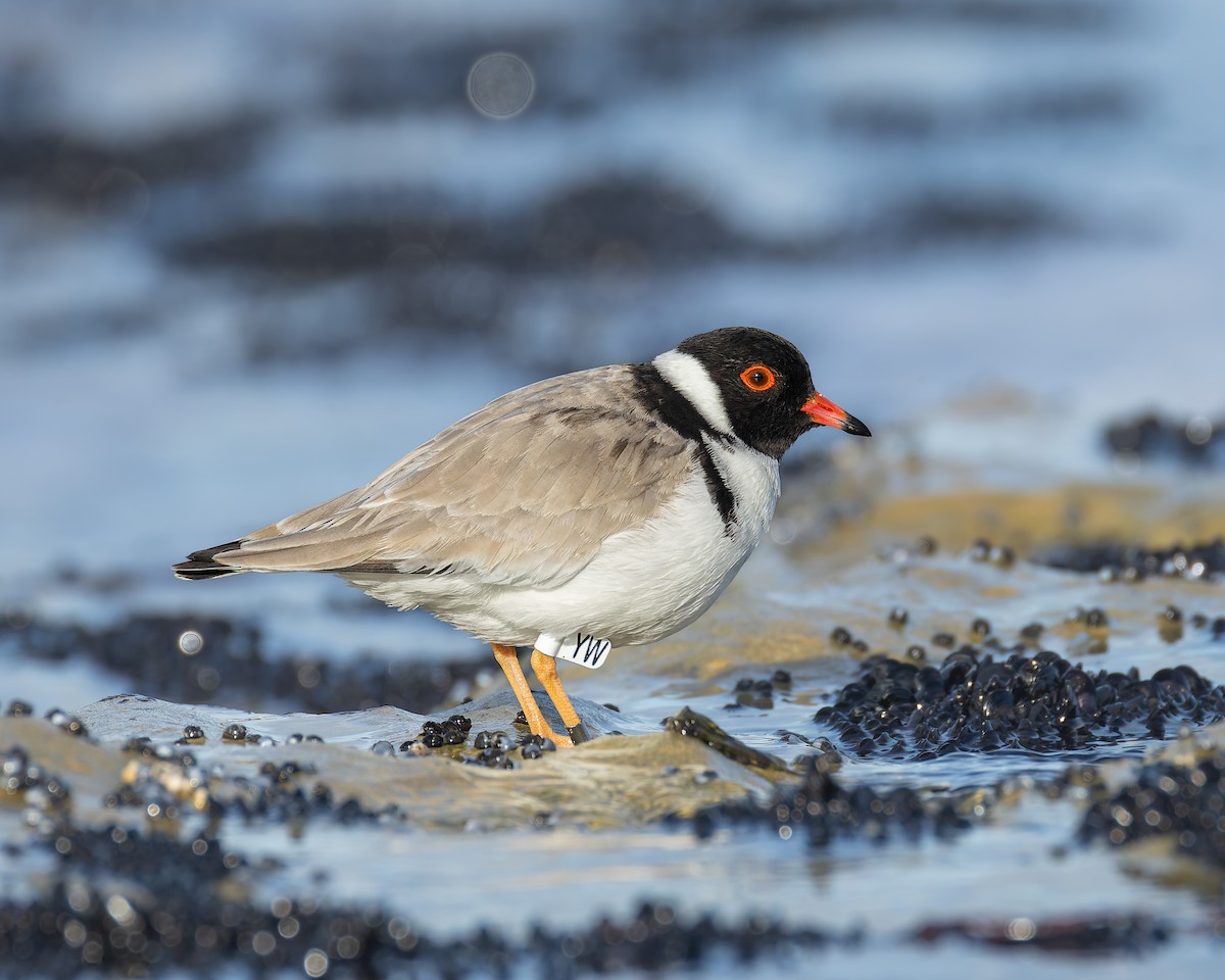 Hooded Plover - ML641101610