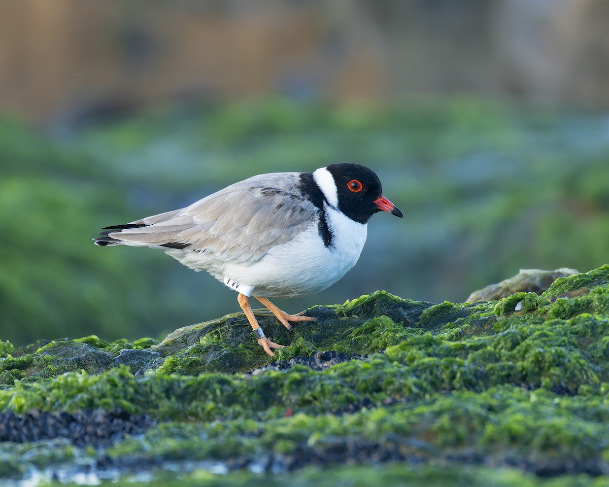 Hooded Plover - ML641101611