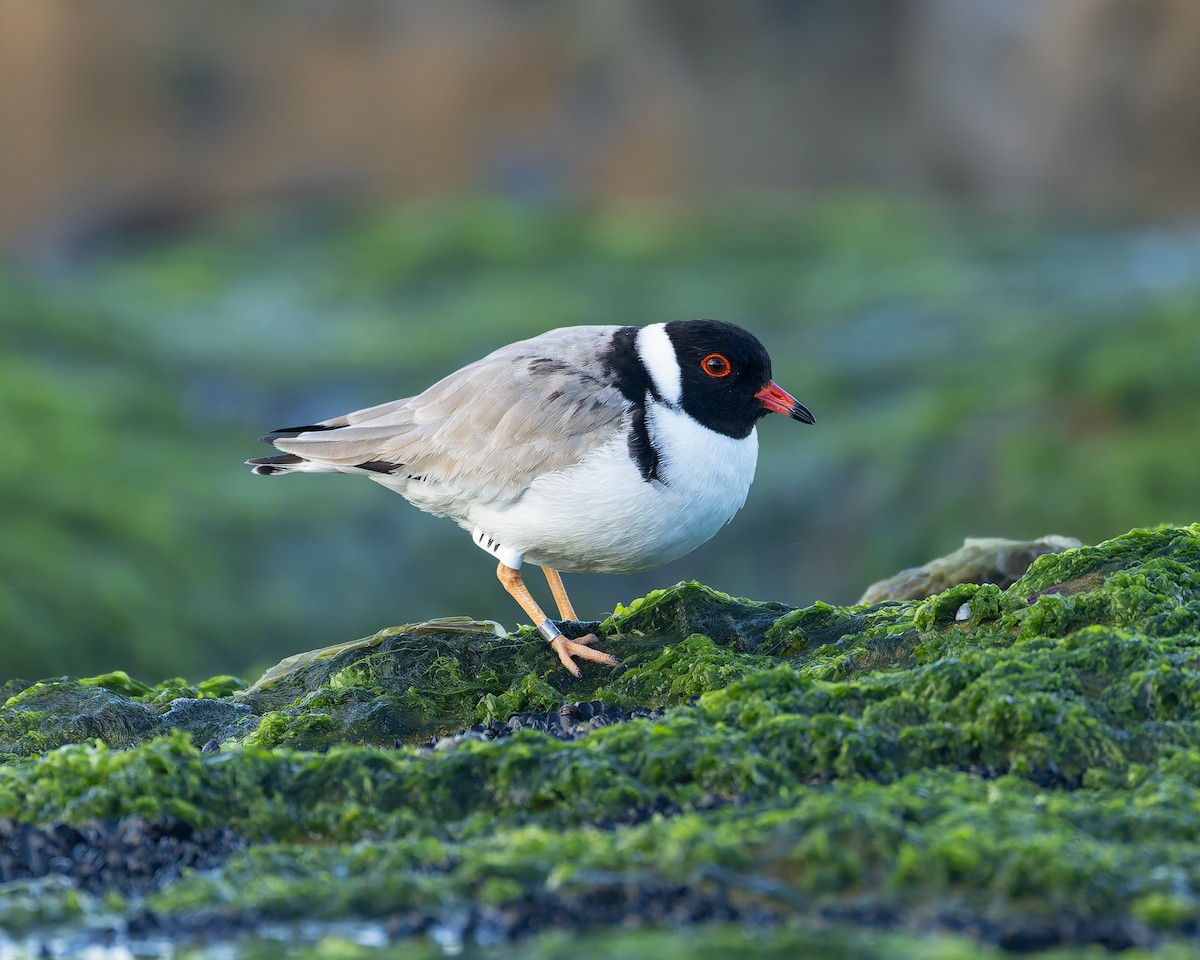 Hooded Plover - ML641101612