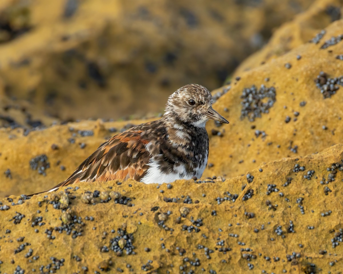 Ruddy Turnstone - ML641101616