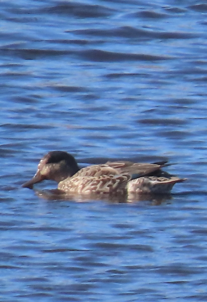čírka obecná (ssp. crecca) - ML641101631