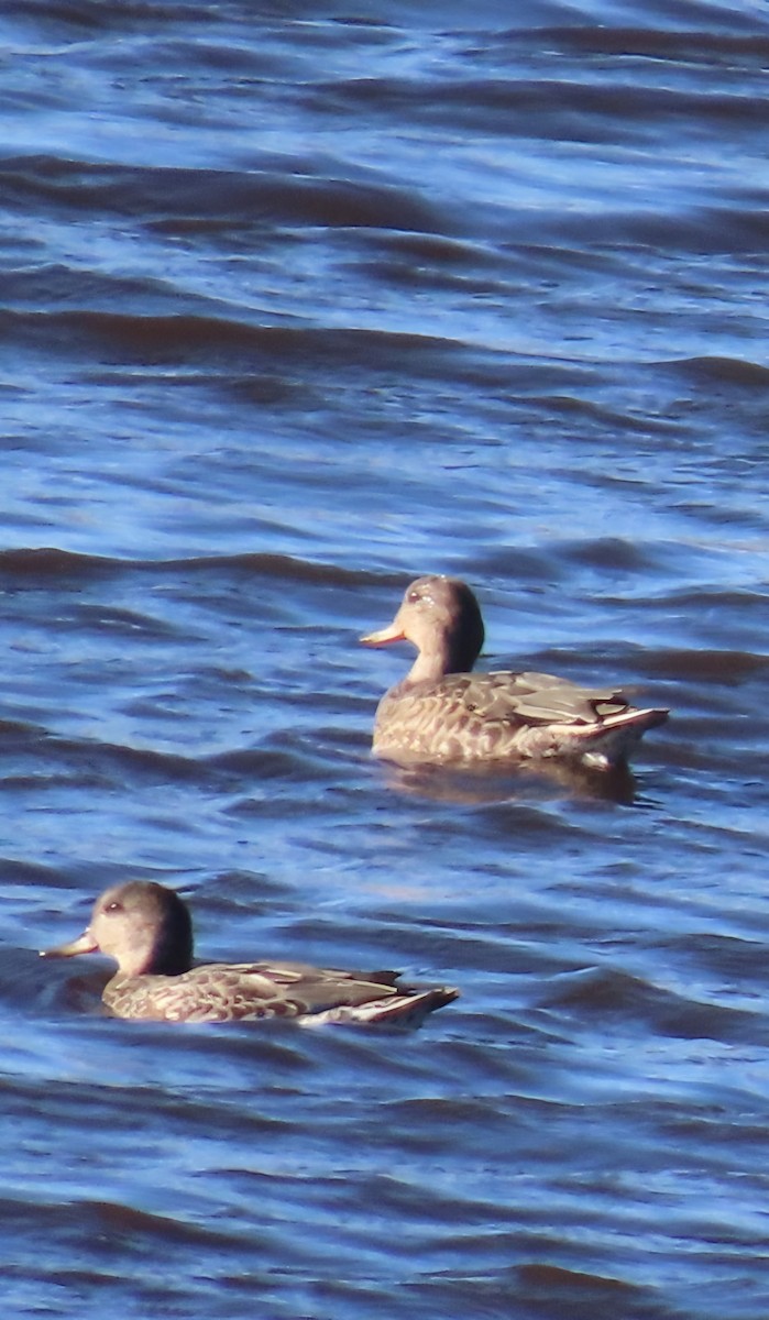 čírka obecná (ssp. crecca) - ML641101632