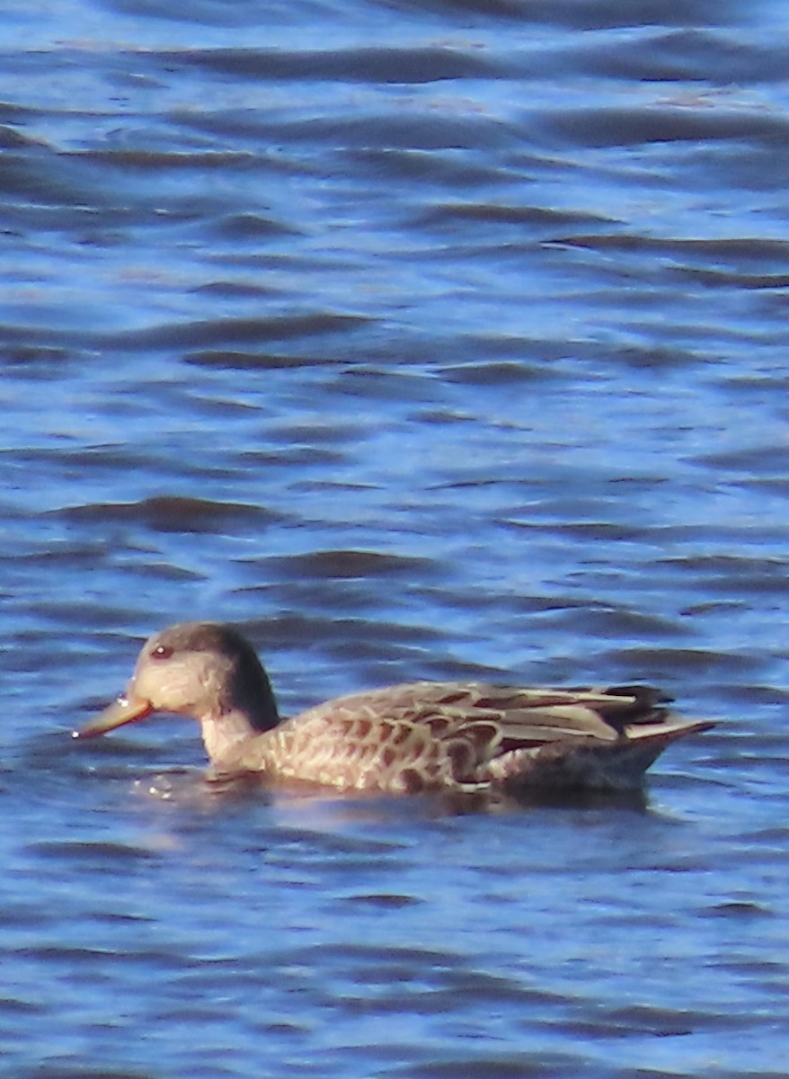 Alzavola (crecca) - ML641101633