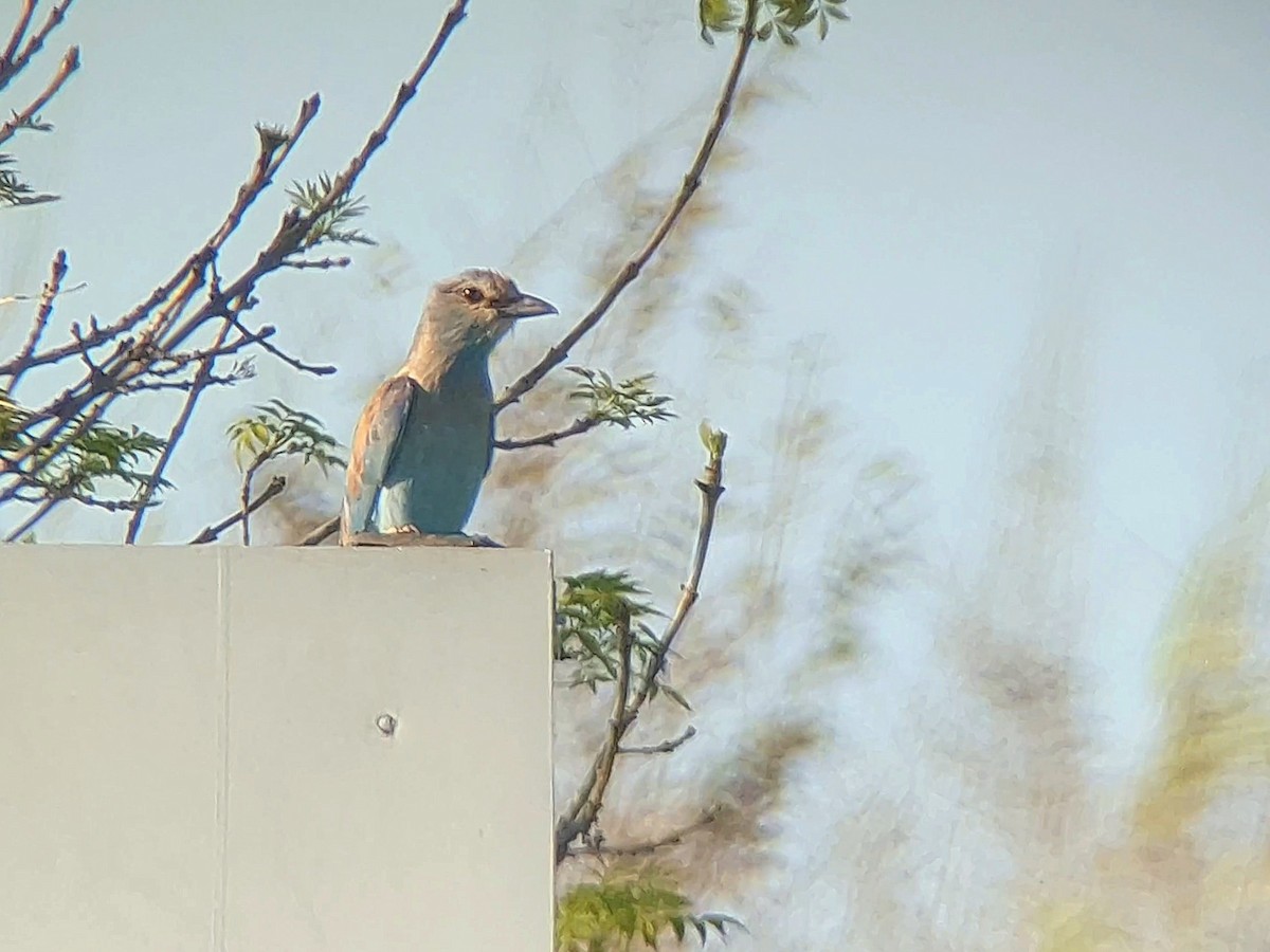 European Roller - ML641101638