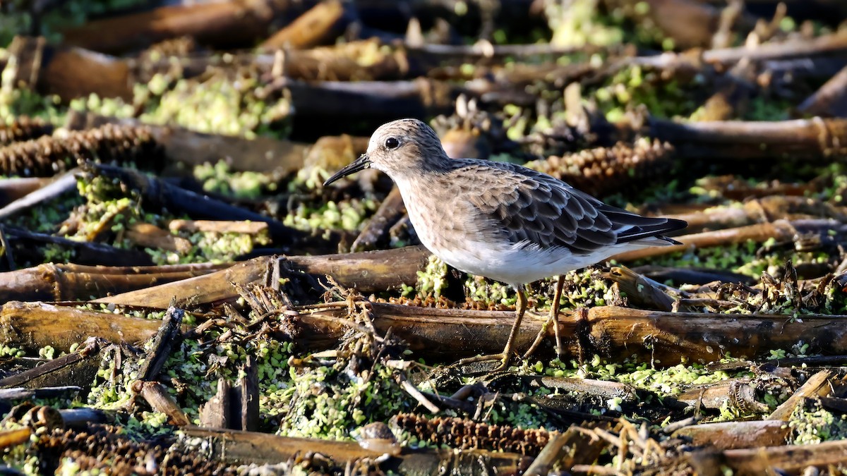 Least Sandpiper - ML641101648