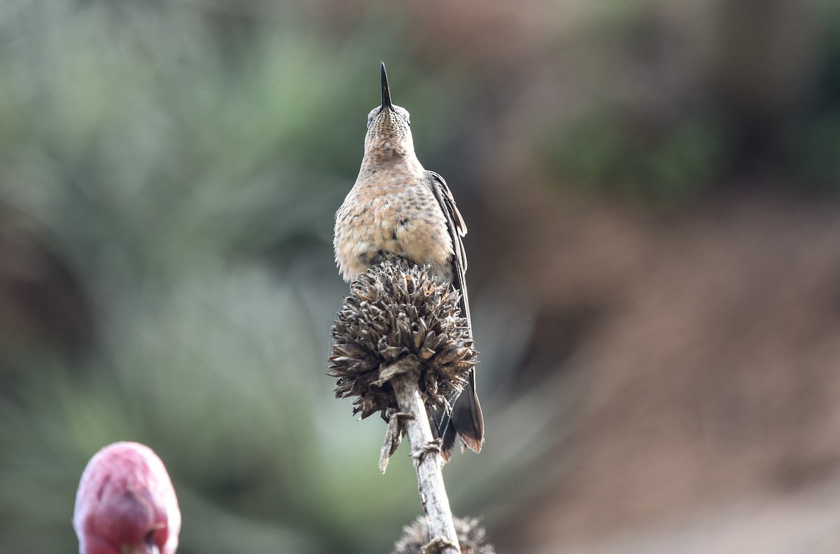 Giant Hummingbird - ML641101665