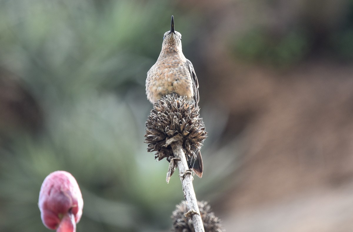 Giant Hummingbird - ML641101666