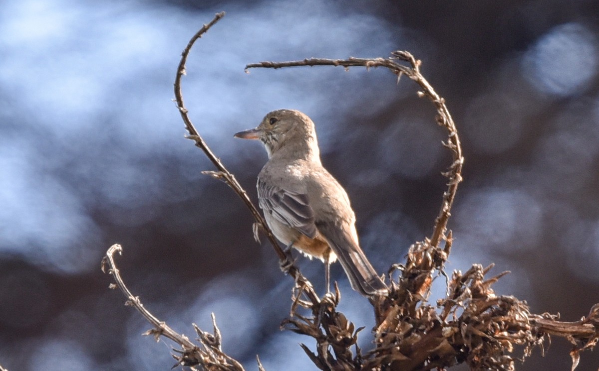 Great Shrike-Tyrant - ML641101687