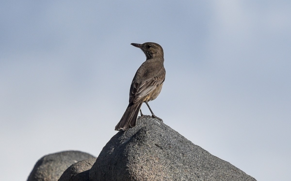 Great Shrike-Tyrant - ML641101688