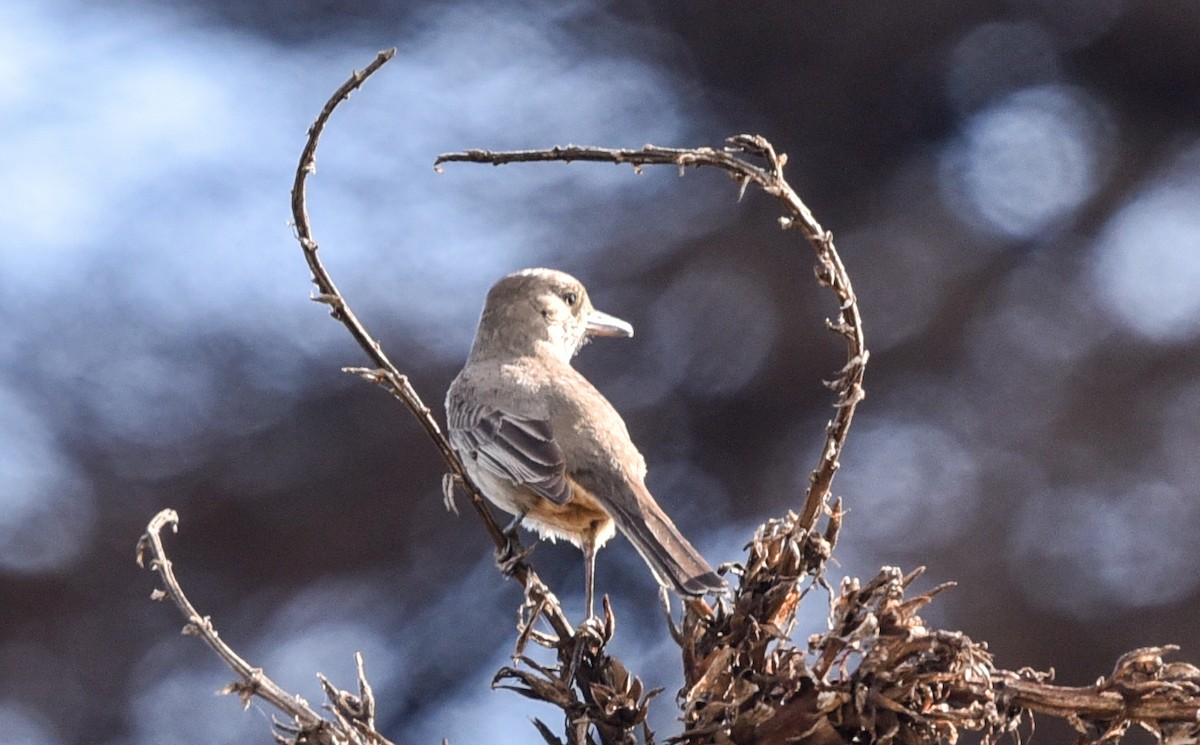 Great Shrike-Tyrant - ML641101689