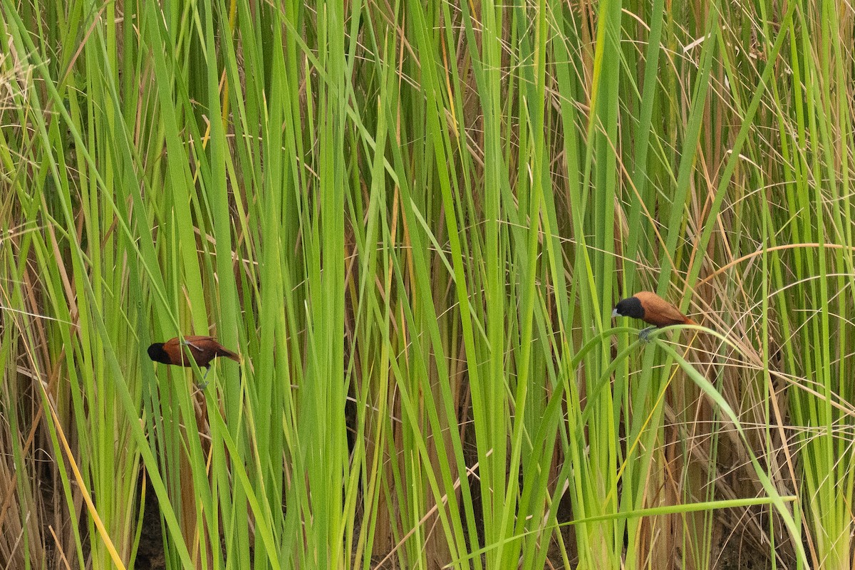 Chestnut Munia - ML641101738