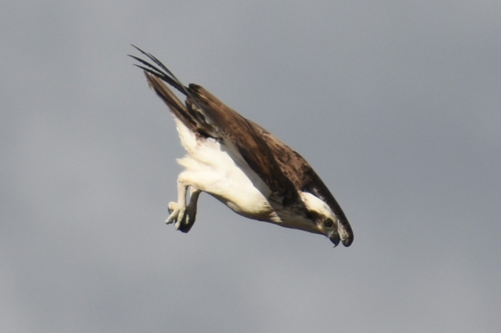 Falco pescatore - ML641101752