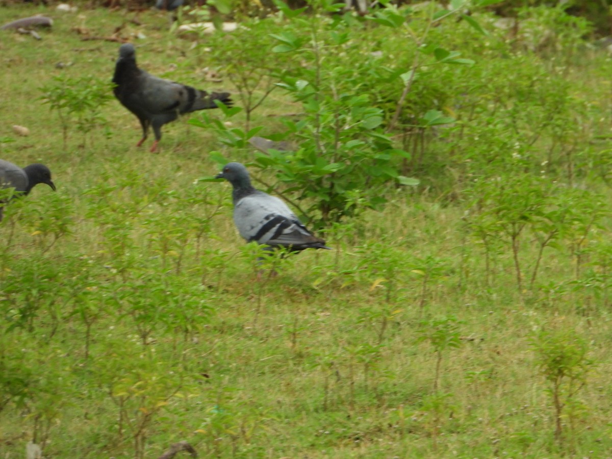 Rock Pigeon (Feral Pigeon) - ML641101757