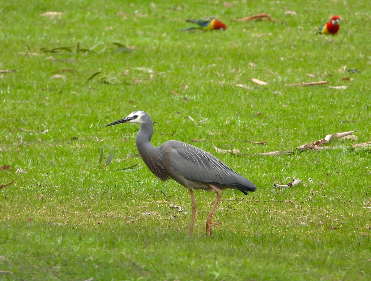 White-faced Heron - ML641101758