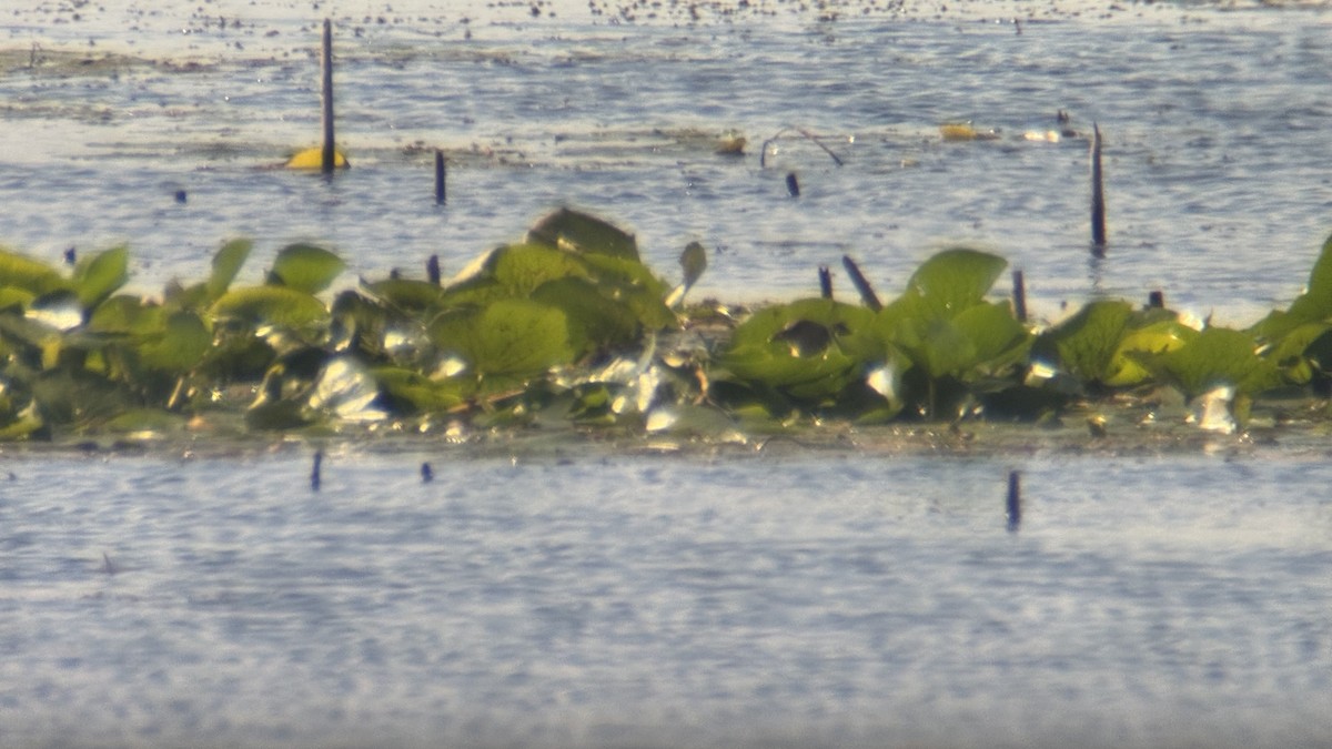 Purple Gallinule - ML641101761