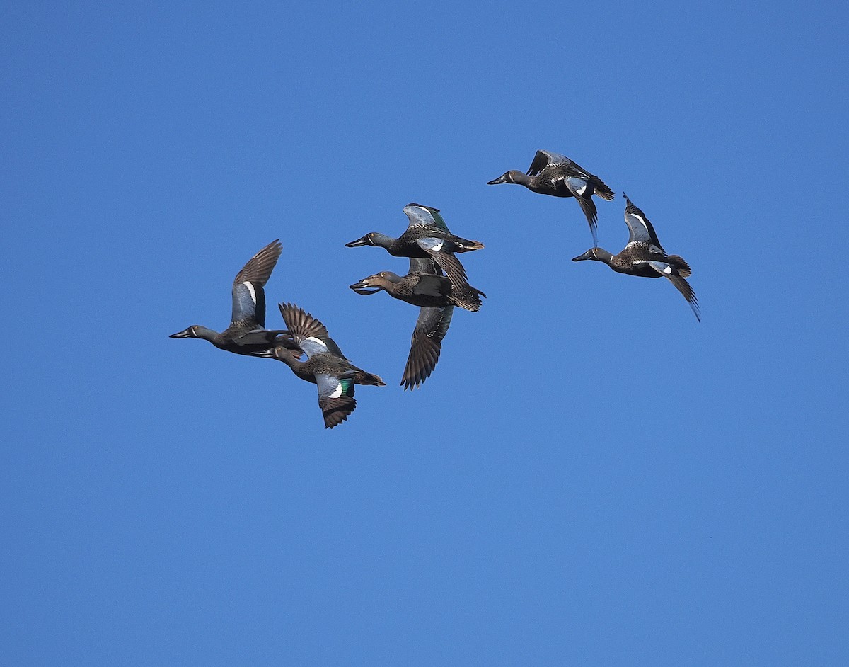 Australasian Shoveler - ML641101787