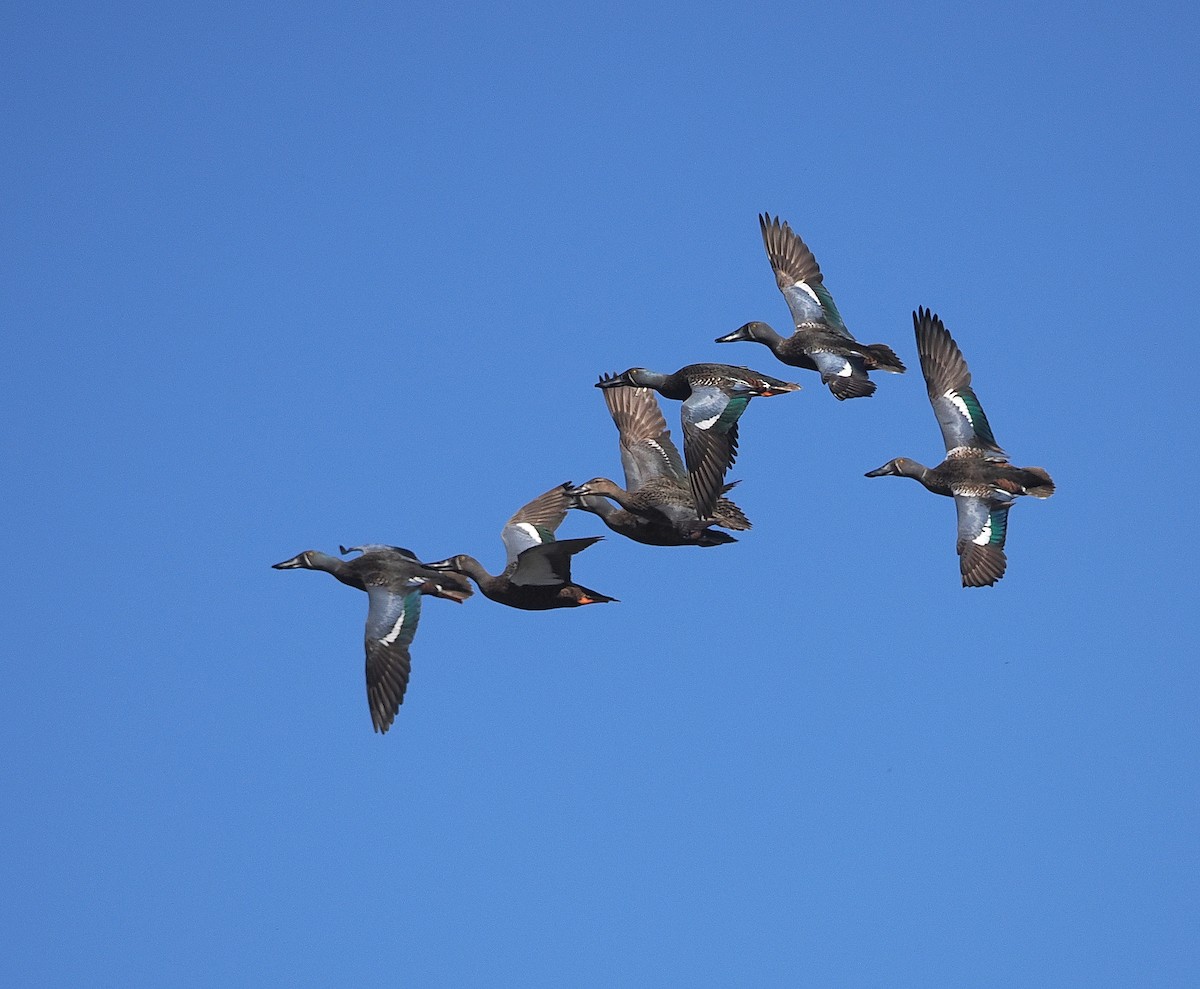 Australasian Shoveler - ML641101791