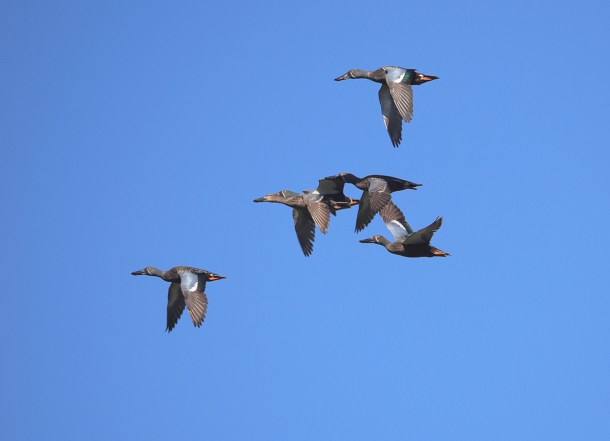 Australasian Shoveler - ML641101792