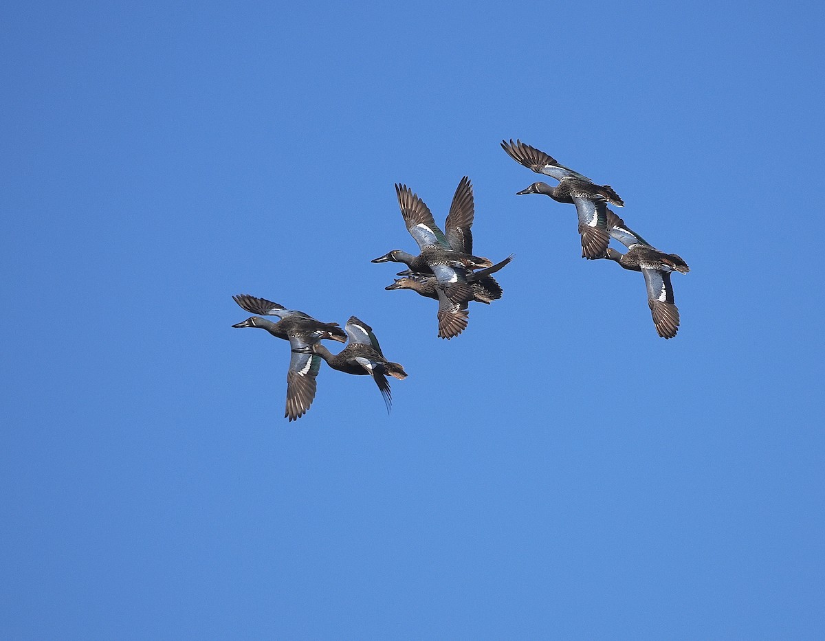 Australasian Shoveler - ML641101793