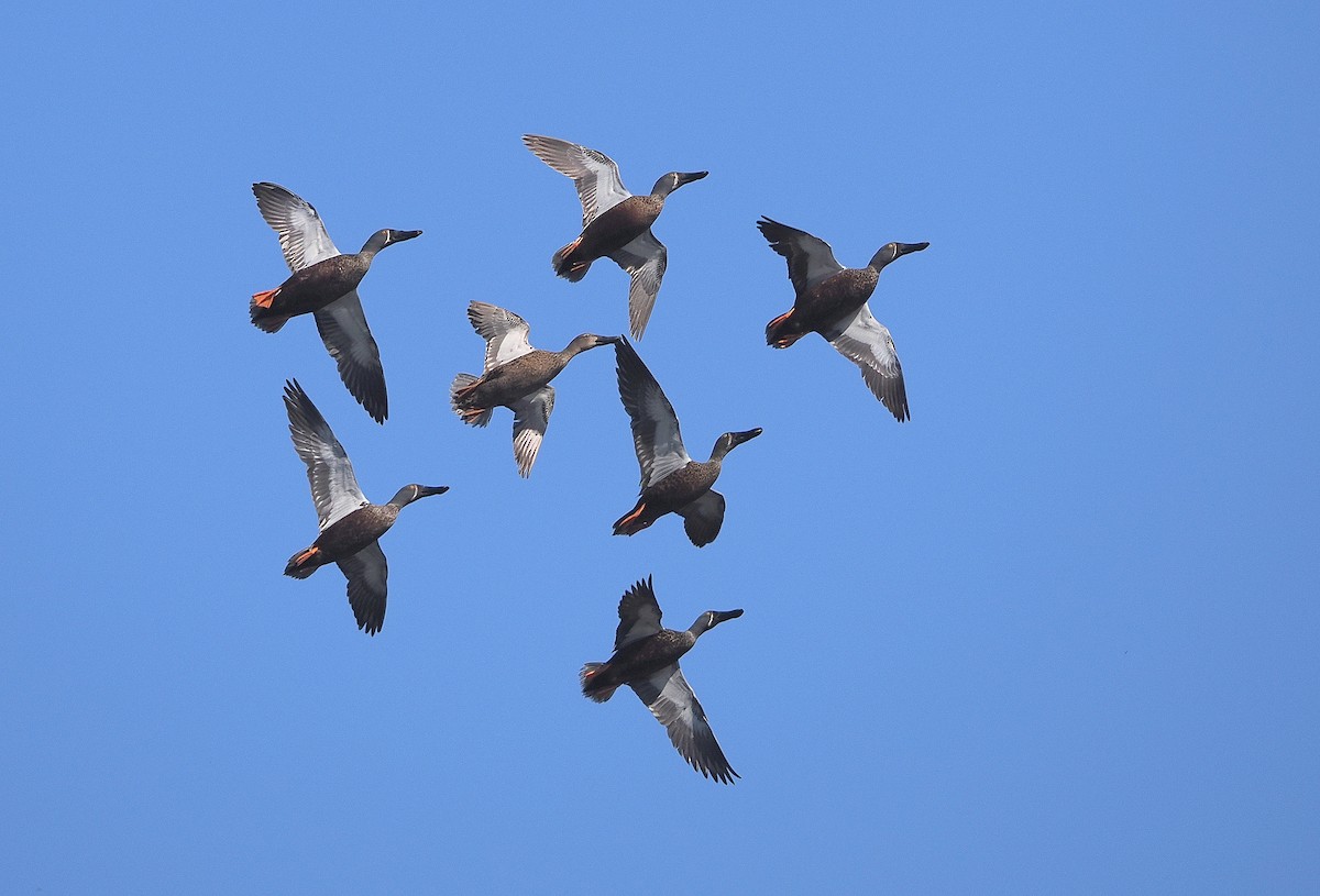 Australasian Shoveler - ML641101794