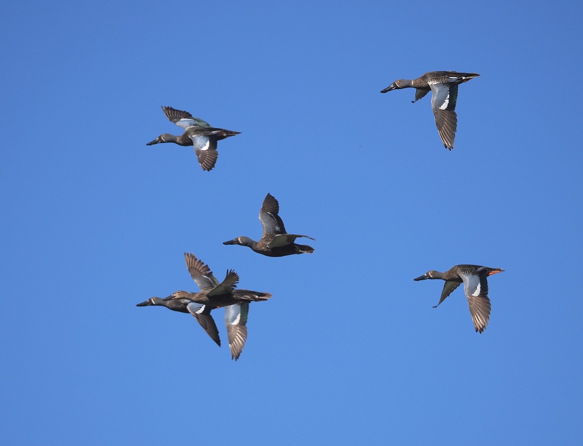 Australasian Shoveler - ML641101795