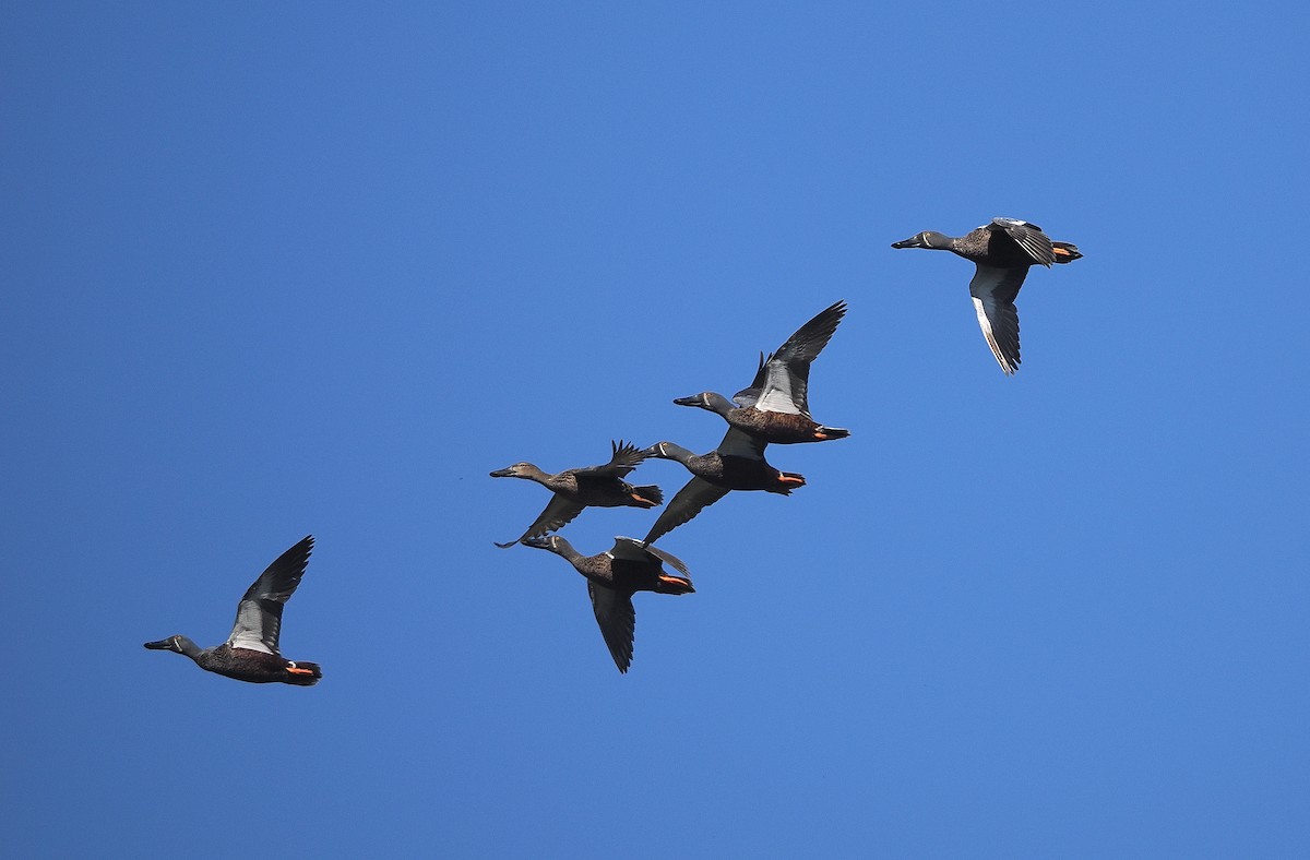 Australasian Shoveler - ML641101796