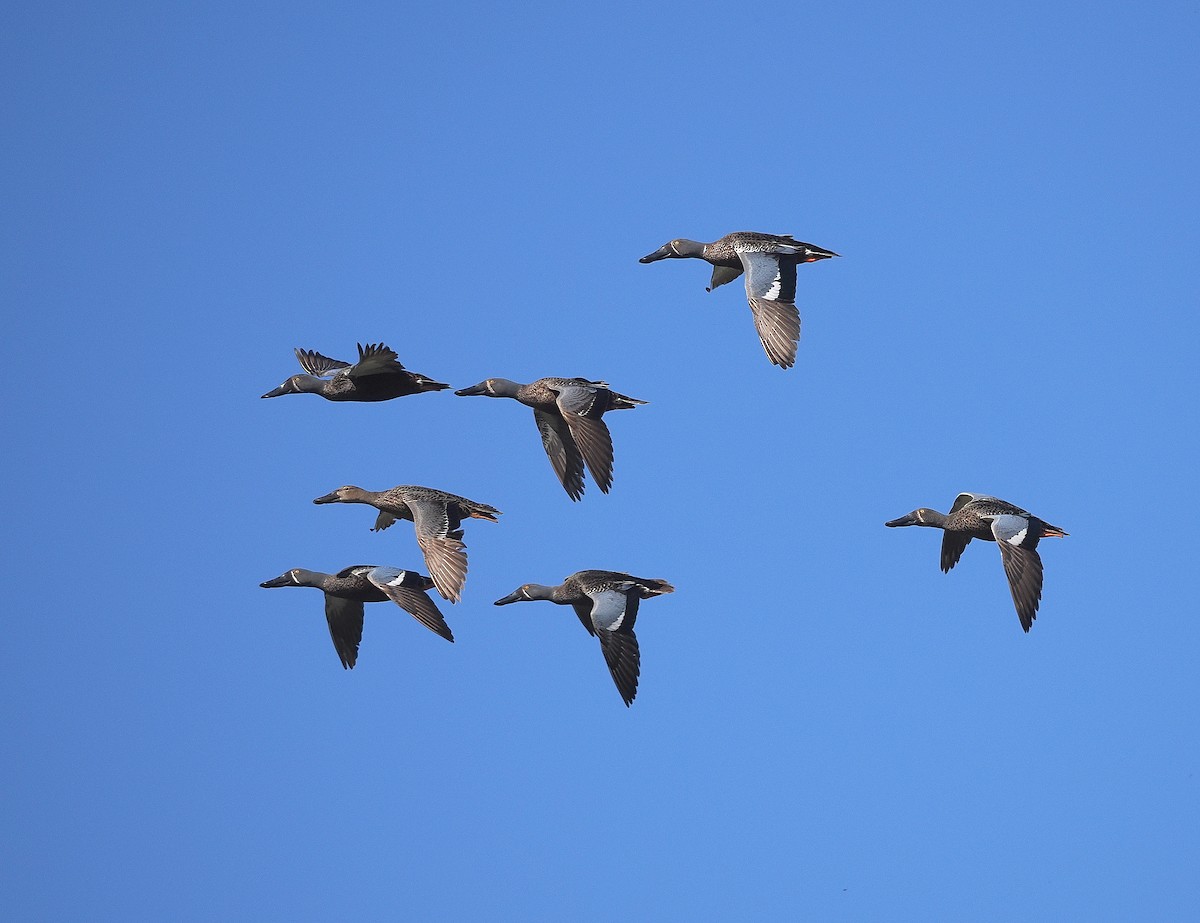 Australasian Shoveler - ML641101797