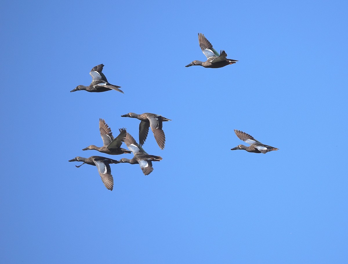 Australasian Shoveler - ML641101798