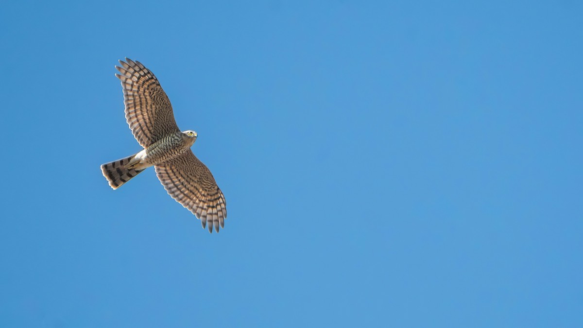 Морин харцага - ML641101799