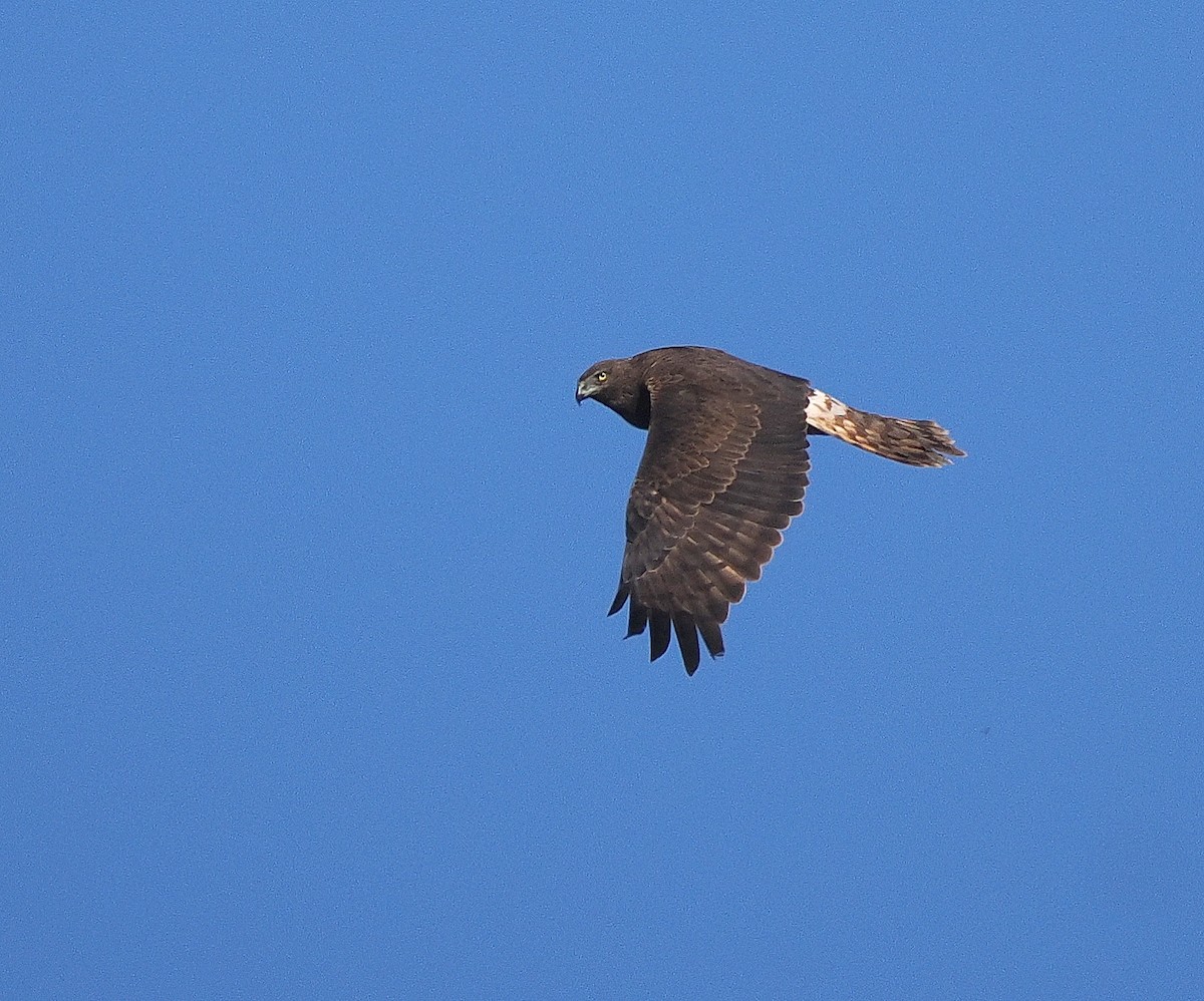 Swamp Harrier - ML641101801