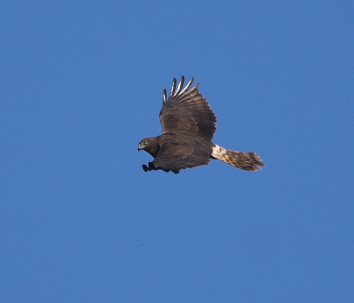 Swamp Harrier - ML641101802