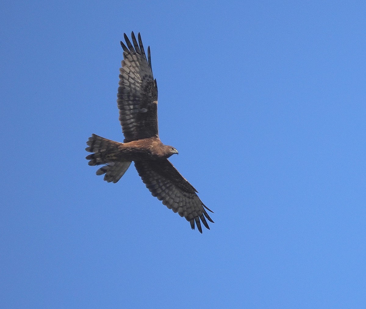 Swamp Harrier - ML641101803