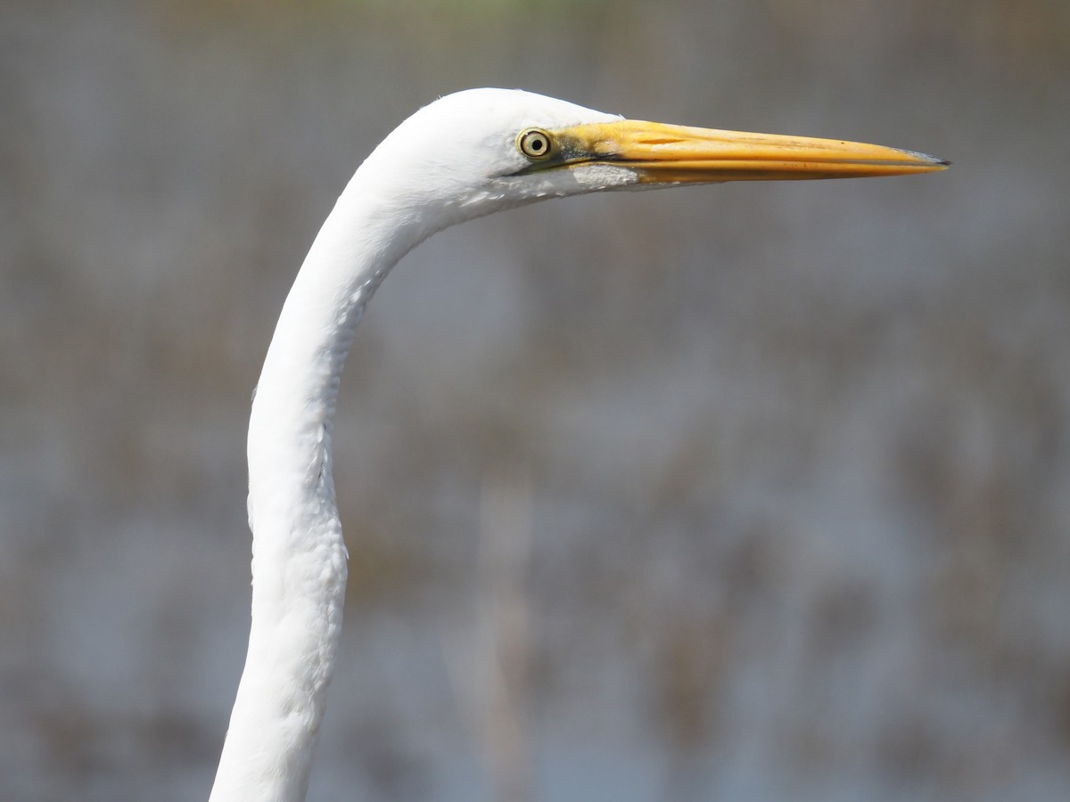 Great Egret - ML641101815