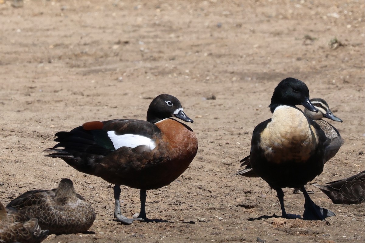 Australian Shelduck - ML641101835