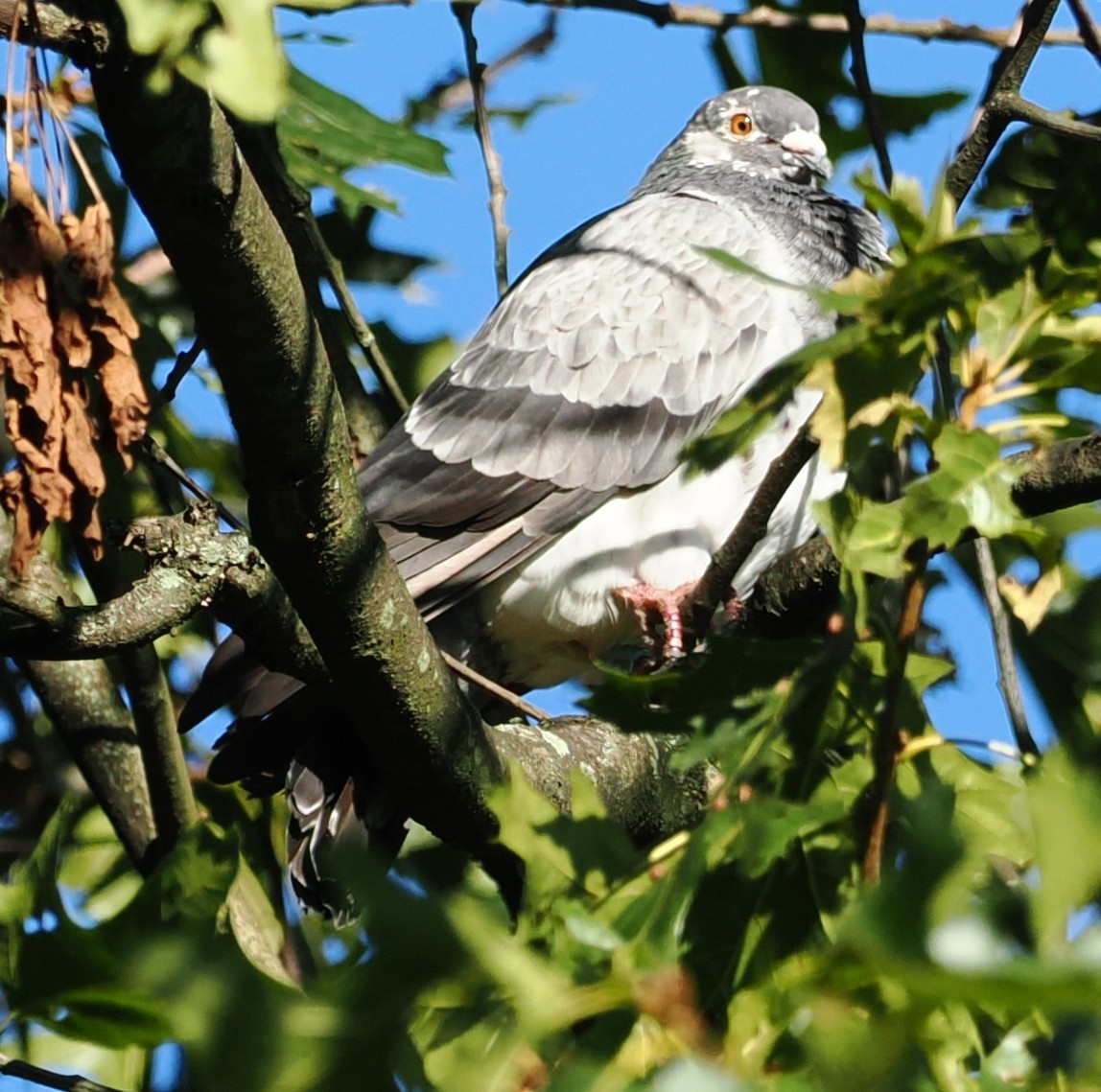 Rock Pigeon (Feral Pigeon) - ML641101837