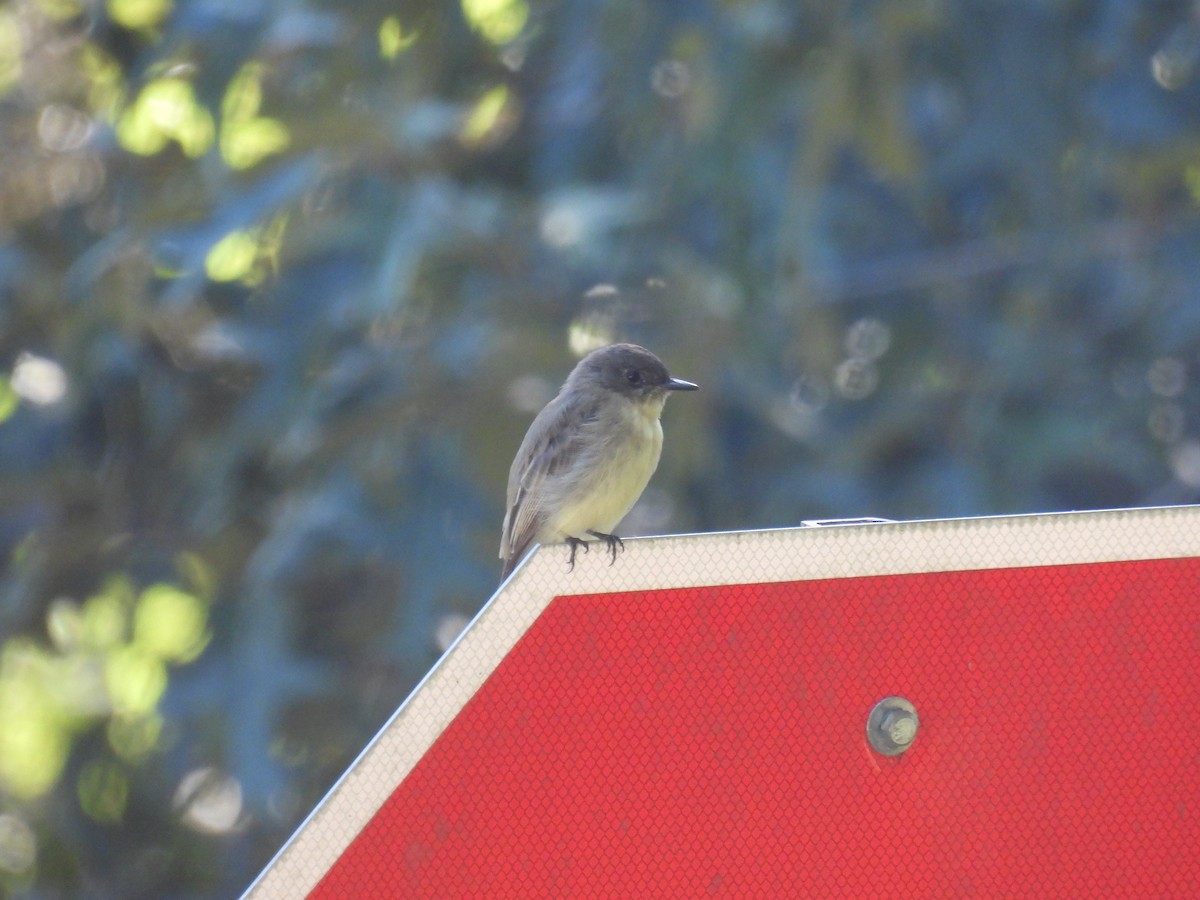 Eastern Phoebe - ML641101865