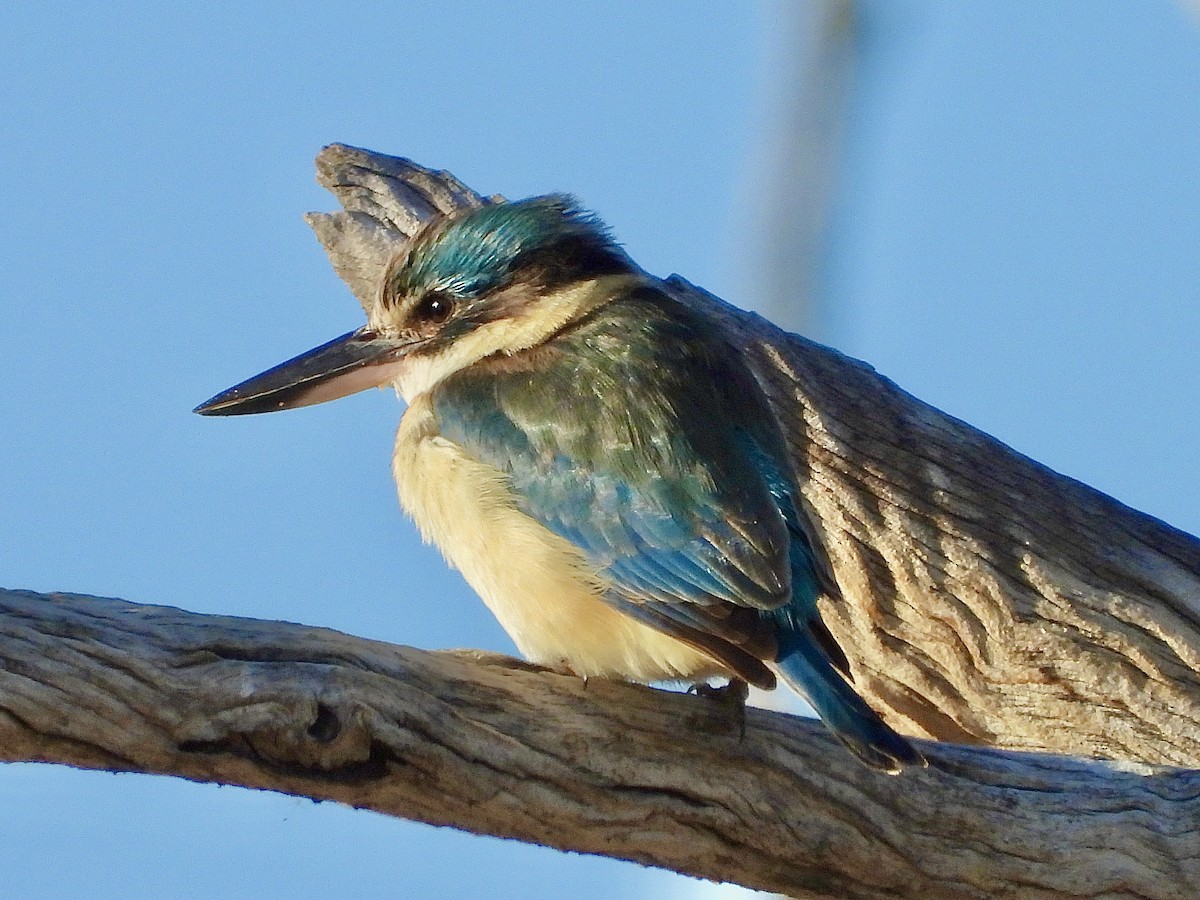 Sacred Kingfisher - ML641101867