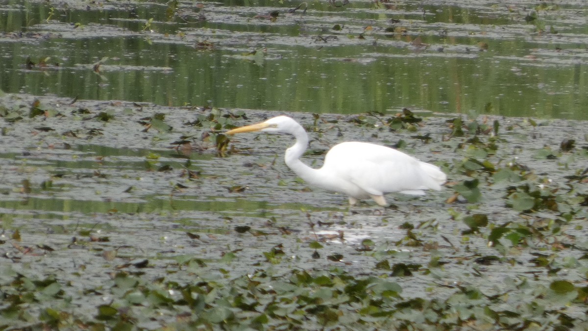 Great Egret - ML641101888