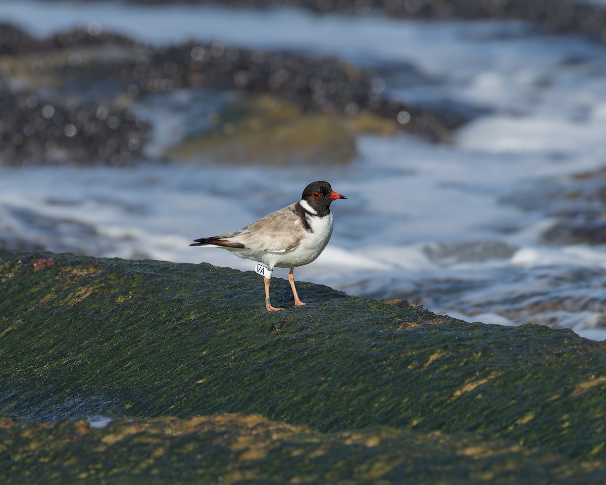 Hooded Plover - ML641101909